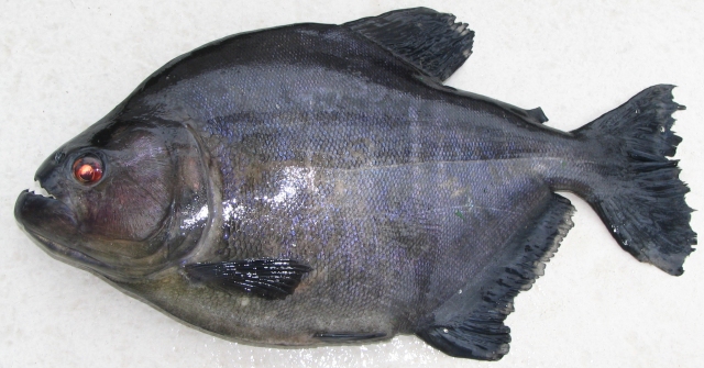 black piranha