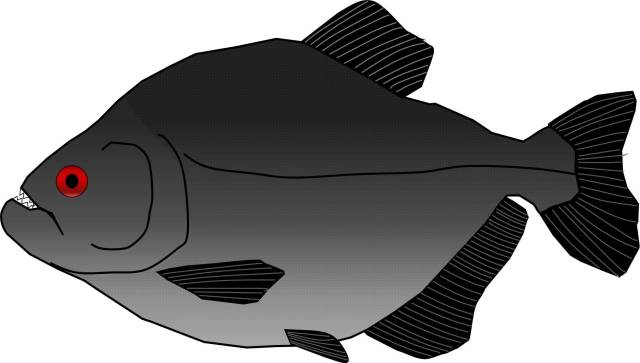 black piranha